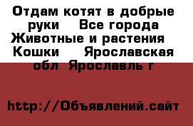 Отдам котят в добрые руки. - Все города Животные и растения » Кошки   . Ярославская обл.,Ярославль г.